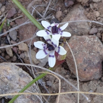 Wurmbea dioica subsp. dioica (Early Nancy) at Carwoola, NSW - 11 Sep 2019 by JanetRussell