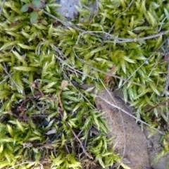 Unidentified Moss, Liverwort or Hornwort at Carwoola, NSW - 11 Sep 2019 by JanetRussell