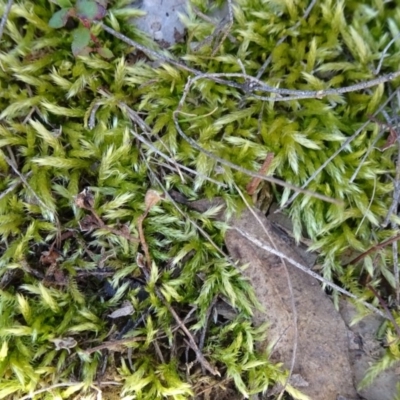 Unidentified Moss, Liverwort or Hornwort at Carwoola, NSW - 11 Sep 2019 by JanetRussell