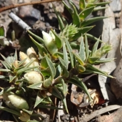 Melichrus urceolatus (Urn Heath) at Stony Creek Nature Reserve - 10 Sep 2019 by JanetRussell