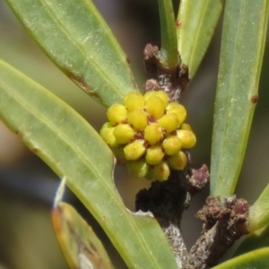 Acacia siculiformis at Rendezvous Creek, ACT - 13 Sep 2019 10:27 AM