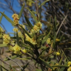 Acacia siculiformis at Rendezvous Creek, ACT - 13 Sep 2019 10:27 AM