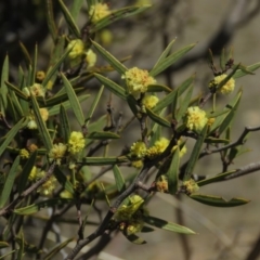 Acacia siculiformis at Rendezvous Creek, ACT - 13 Sep 2019 10:27 AM