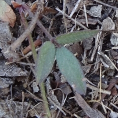 Grona varians (Slender Tick-Trefoil) at Stony Creek Nature Reserve - 11 Sep 2019 by JanetRussell