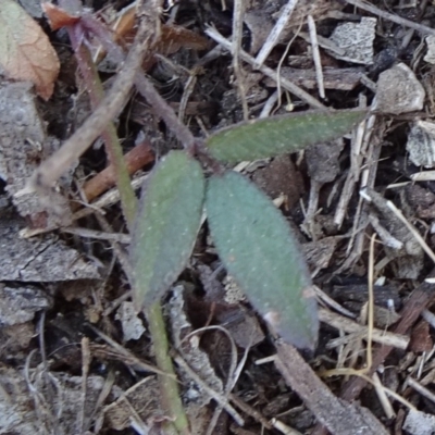 Grona varians (Slender Tick-Trefoil) at Carwoola, NSW - 11 Sep 2019 by JanetRussell