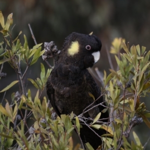 Zanda funerea at Fyshwick, ACT - 12 Sep 2019 09:12 AM