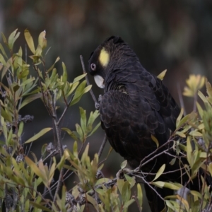 Zanda funerea at Fyshwick, ACT - 12 Sep 2019 09:12 AM