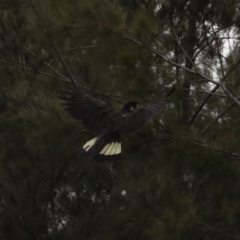 Zanda funerea at Fyshwick, ACT - 12 Sep 2019 09:12 AM