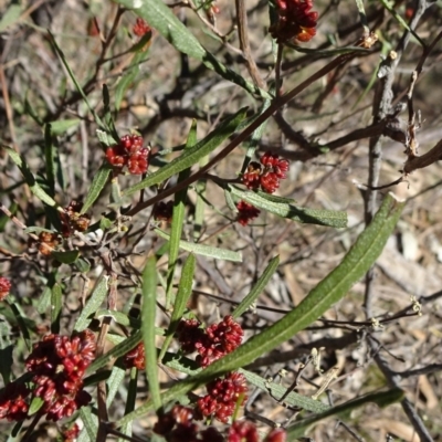 Dodonaea viscosa subsp. angustissima (Hop Bush) at Stony Creek Nature Reserve - 11 Sep 2019 by JanetRussell