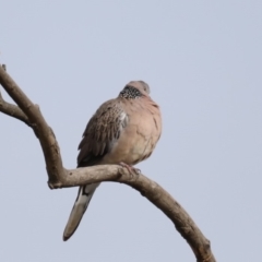 Spilopelia chinensis (Spotted Dove) at Fyshwick, ACT - 11 Sep 2019 by jbromilow50