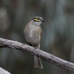 Caligavis chrysops (Yellow-faced Honeyeater) at Fyshwick, ACT - 12 Sep 2019 by jb2602