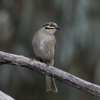 Caligavis chrysops (Yellow-faced Honeyeater) at Fyshwick, ACT - 11 Sep 2019 by jbromilow50