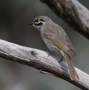 Caligavis chrysops at Fyshwick, ACT - 12 Sep 2019