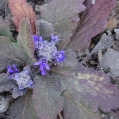 Ajuga australis (Austral Bugle) at Carwoola, NSW - 11 Sep 2019 by JanetRussell