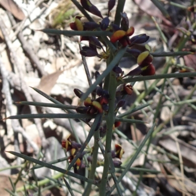 Daviesia genistifolia (Broom Bitter Pea) at Carwoola, NSW - 11 Sep 2019 by JanetRussell