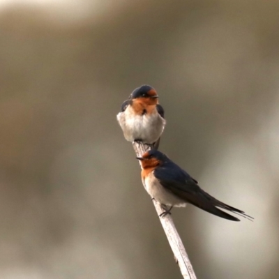 Hirundo neoxena (Welcome Swallow) at Fyshwick, ACT - 11 Sep 2019 by jbromilow50
