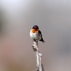 Hirundo neoxena at Fyshwick, ACT - 12 Sep 2019 08:29 AM