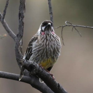 Anthochaera carunculata at Fyshwick, ACT - 12 Sep 2019 08:47 AM