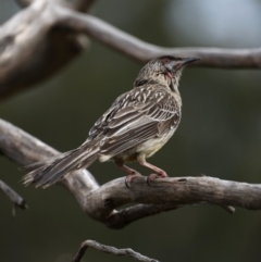 Anthochaera carunculata at Fyshwick, ACT - 12 Sep 2019 08:47 AM