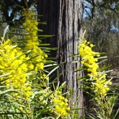 Acacia boormanii (Snowy River Wattle) at Carwoola, NSW - 11 Sep 2019 by JanetRussell