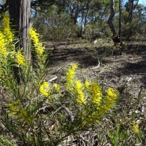 Acacia boormanii at Carwoola, NSW - 11 Sep 2019