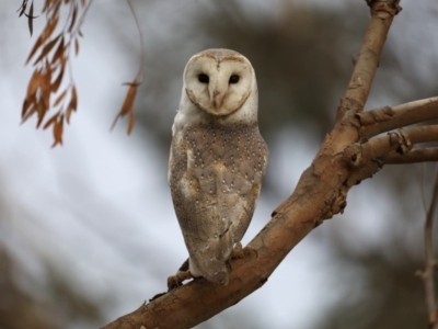 Tyto alba (Barn Owl) at Fyshwick, ACT - 12 Sep 2019 by jb2602