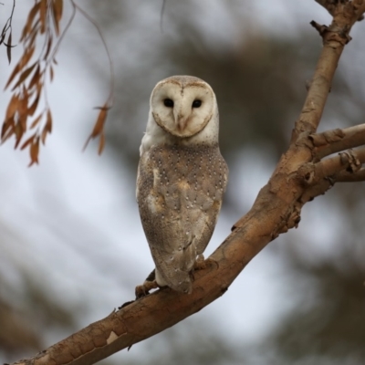 Tyto alba (Barn Owl) at Fyshwick, ACT - 12 Sep 2019 by jb2602