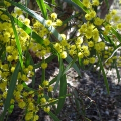 Acacia sp. (A Wattle) at Stony Creek Nature Reserve - 11 Sep 2019 by JanetRussell