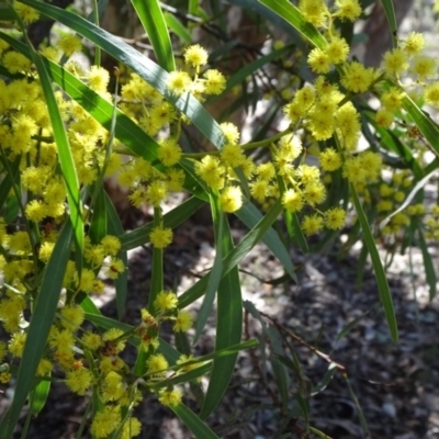 Acacia sp. (A Wattle) at Carwoola, NSW - 11 Sep 2019 by JanetRussell