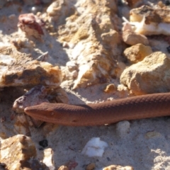 Lialis burtonis (Burton's Snake-lizard) at Yass River, NSW - 13 Sep 2019 by SenexRugosus