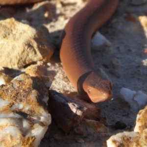 Lialis burtonis at Yass River, NSW - 13 Sep 2019