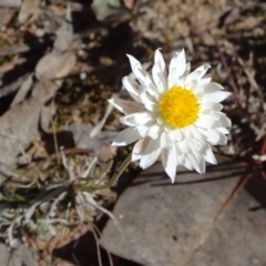 Leucochrysum albicans subsp. tricolor (Hoary Sunray) at Carwoola, NSW - 11 Sep 2019 by JanetRussell