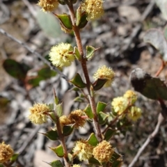 Acacia gunnii (Ploughshare Wattle) at Carwoola, NSW - 11 Sep 2019 by JanetRussell