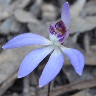 Cyanicula caerulea (Blue Fingers, Blue Fairies) at Rugosa - 13 Sep 2019 by SenexRugosus