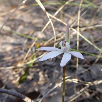 Caladenia fuscata (Dusky Fingers) at Rugosa - 13 Sep 2019 by SenexRugosus