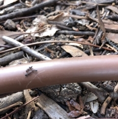 Crematogaster sp. (genus) (Acrobat ant, Cocktail ant) at Aranda, ACT - 13 Sep 2019 by Jubeyjubes