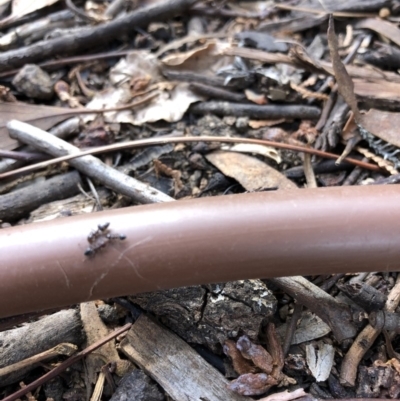 Crematogaster sp. (genus) (Acrobat ant, Cocktail ant) at Aranda, ACT - 13 Sep 2019 by Jubeyjubes