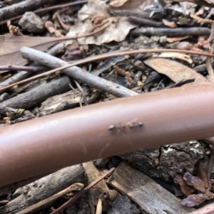 Crematogaster sp. (genus) at Aranda, ACT - 13 Sep 2019