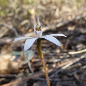 Caladenia fuscata at Yass River, NSW - 13 Sep 2019