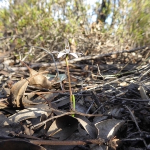 Caladenia fuscata at Yass River, NSW - 13 Sep 2019