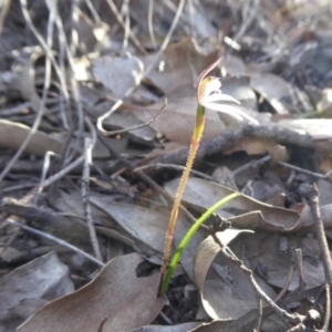 Caladenia fuscata at Yass River, NSW - 13 Sep 2019