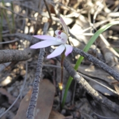 Caladenia fuscata at Yass River, NSW - 13 Sep 2019