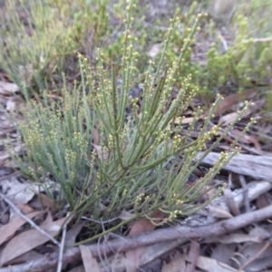 Choretrum pauciflorum at Yass River, NSW - 13 Sep 2019