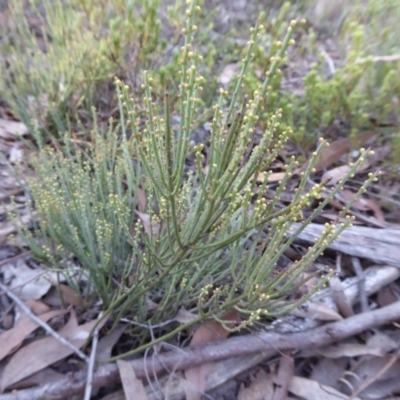 Choretrum pauciflorum (Dwarf Sour Bush) at Yass River, NSW - 13 Sep 2019 by SenexRugosus