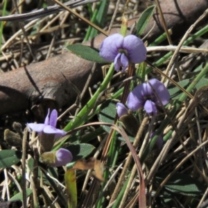 Hovea heterophylla at Rendezvous Creek, ACT - 13 Sep 2019 12:50 PM