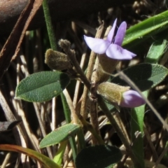 Hovea heterophylla at Rendezvous Creek, ACT - 13 Sep 2019 12:50 PM