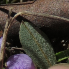 Hovea heterophylla at Rendezvous Creek, ACT - 13 Sep 2019 12:50 PM