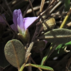 Hovea heterophylla at Rendezvous Creek, ACT - 13 Sep 2019 12:50 PM