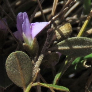 Hovea heterophylla at Rendezvous Creek, ACT - 13 Sep 2019 12:50 PM