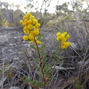 Acacia buxifolia subsp. buxifolia at Yass River, NSW - 13 Sep 2019